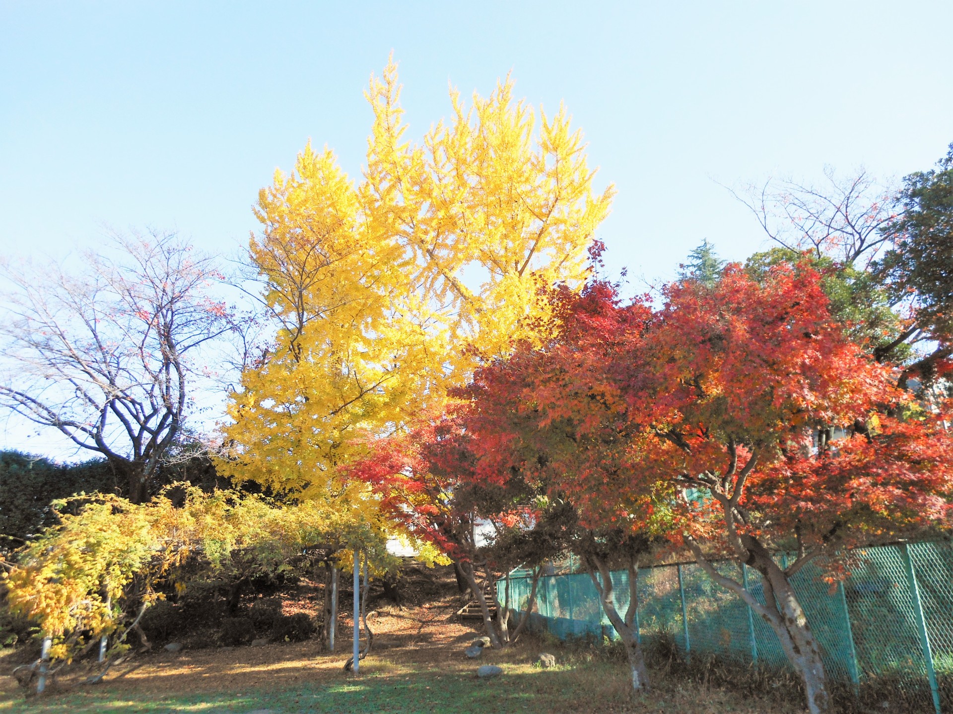 イチョウの写真