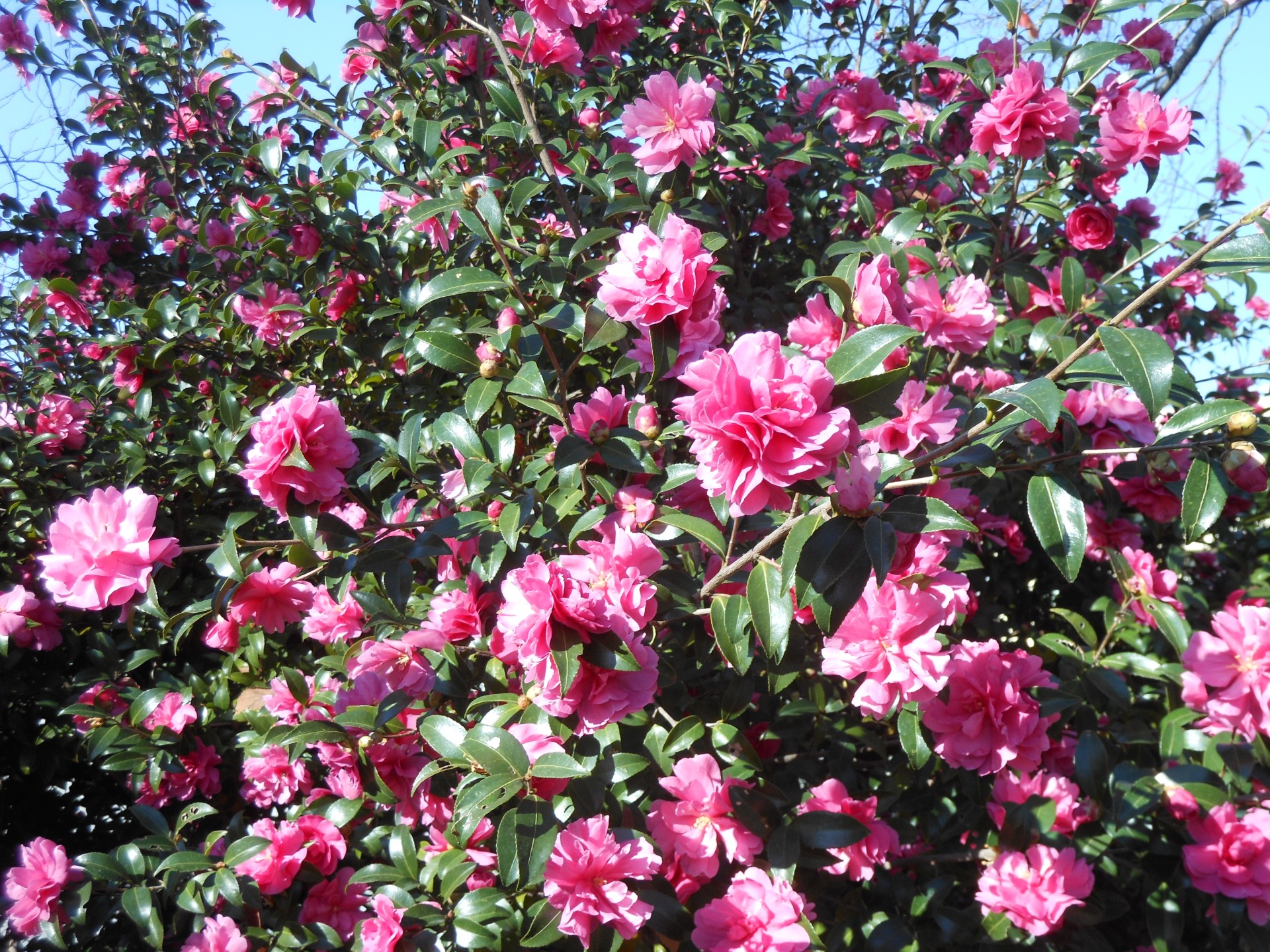 さざんかの写真