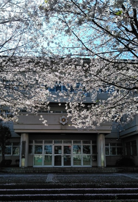 春日台中学校の桜の写真