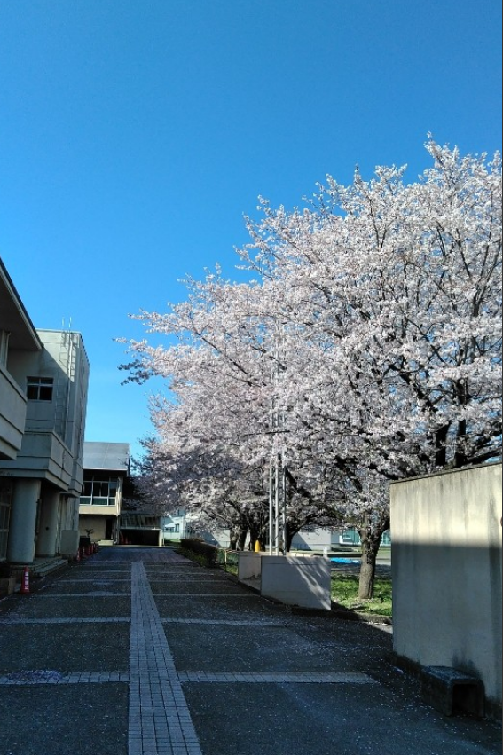 春日台中学校の桜の写真
